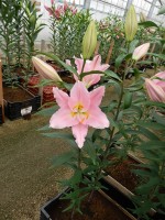 [5261 Ovada No02.JPG]